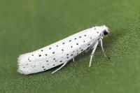 Yponomeuta evonymella
