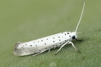 Yponomeuta rorrella