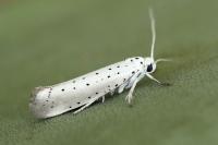 Yponomeuta rorrella