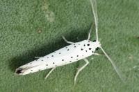Yponomeuta rorrella