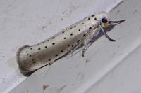 Yponomeuta rorrella