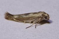 Scythris limbella