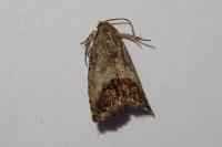 Cydia splendana