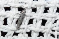 Yponomeuta sedella