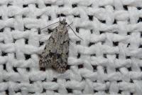 Symmoca signatella