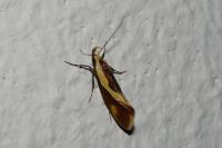 Harpella forficella