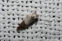 Notocelia roborana