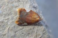 Acleris holmiana