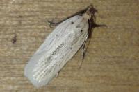 Agonopterix pallorella