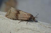 Celypha striana