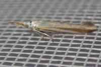 Coleophora