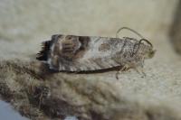 Cydia splendana