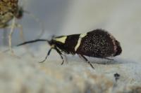 Dasycera oliviella