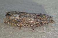 Pelochrista caecimaculana