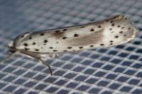 Yponomeuta irrorella