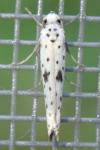 Yponomeuta plumbella