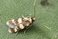 Oegoconia