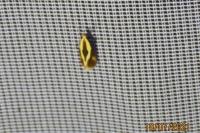 Harpella forficella