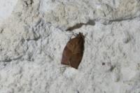 Pandemis heparana