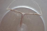 Emmelina monodactyla