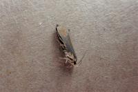 Crassa unitella