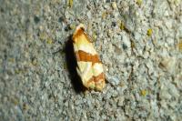 Phalonidia albipalpana