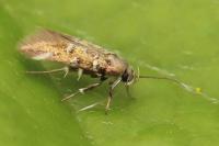 Pancalia leuwenhoekella