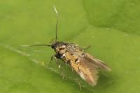 Pancalia leuwenhoekella