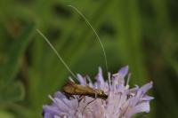 Nemophora metallica