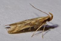 Metzneria