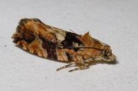 Eudemis profundana