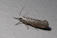 Yponomeuta padella