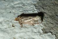 Lozotaeniodes cupressana