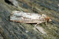 Lozotaeniodes cupressana