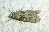 Diurnea fagella