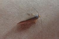 Crassa unitella
