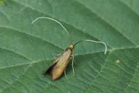 Nemophora metallica