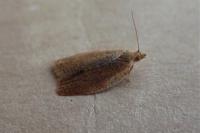 Clepsis consimilana