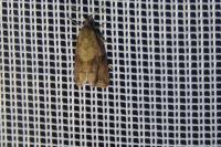 Celypha striana