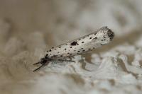 Yponomeuta plumbella