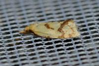 Agapeta hamana