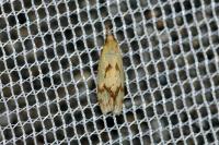 Agapeta hamana