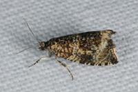 Celypha lacunana