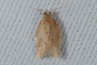 Clepsis consimilana