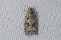 Cnephasia
