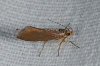 Crassa unitella
