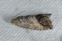 Cydia splendana