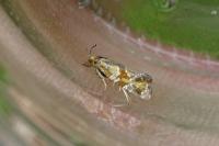 Aethes hartmanniana/piercei