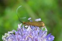 Nemophora metallica