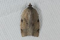 Lozotaenia forsterana